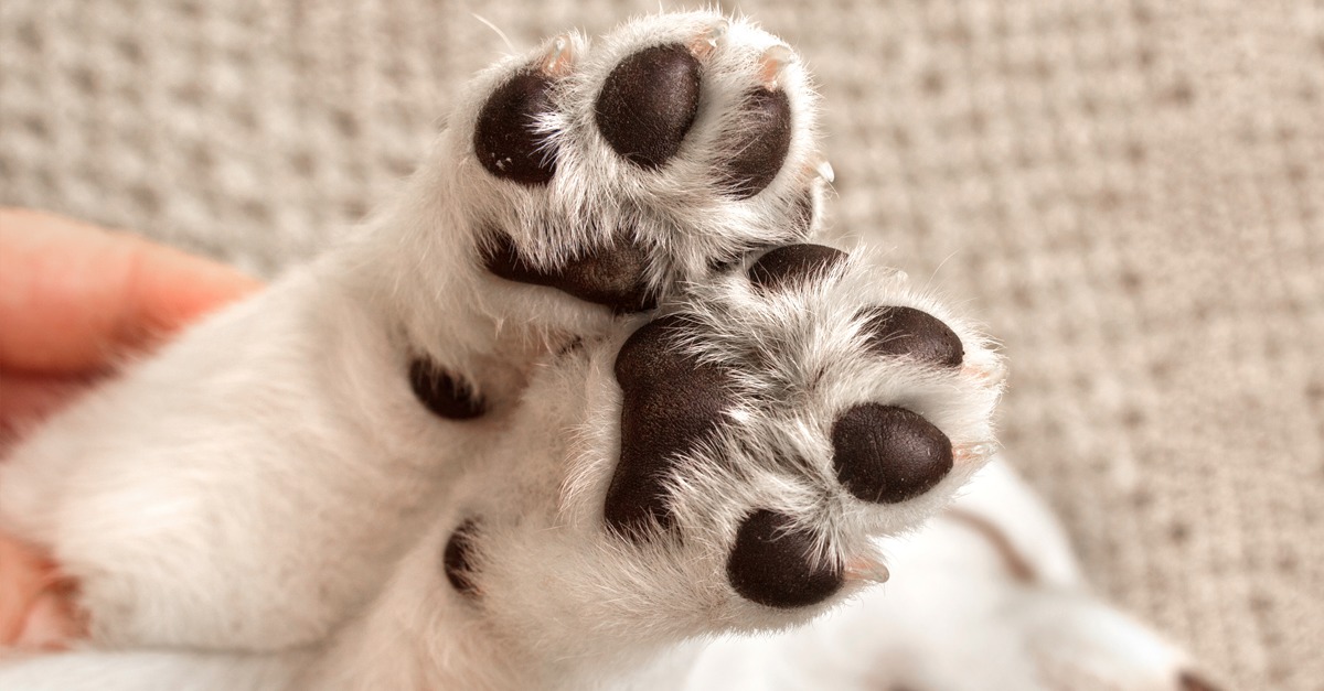 Tips on Caring for Your Puppy's Paws