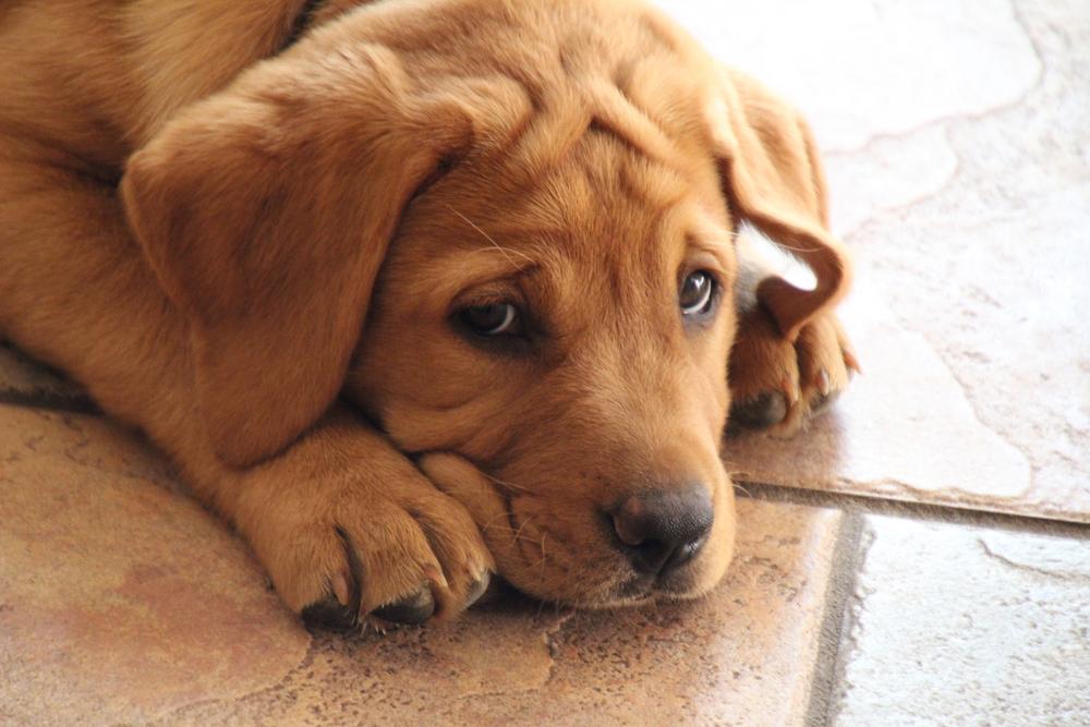 What To Do When Your Puppy Cries At Night Puppy Buddy