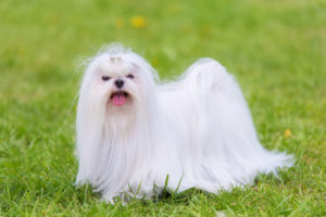 Puppy Buddy picture of a Maltese dog with long hair in a field.