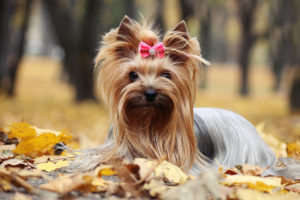 Puppy Buddy picture of Yorkshire Terrier dog sitting in leaves.