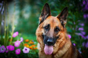 A cute German Shepherd dog looking at the camera with flowers in the background.