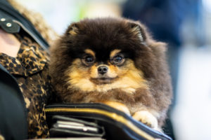 A cute Pomeranian dog held in a doggy purse by a woman wearing leopard shirt.