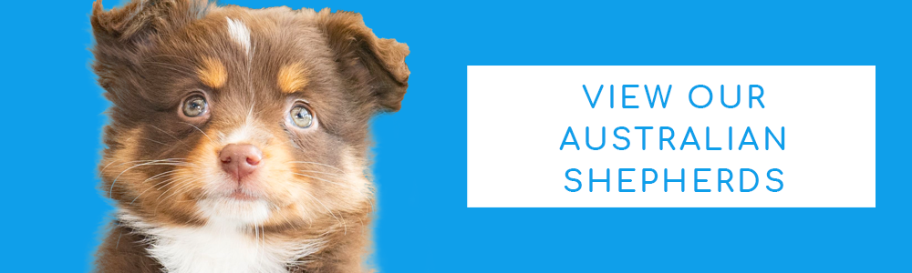 A blue banner of a cute Australian Shepherd puppy and a CTA button that reads "View Our Australian Shepherds" at PuppyBuddy.