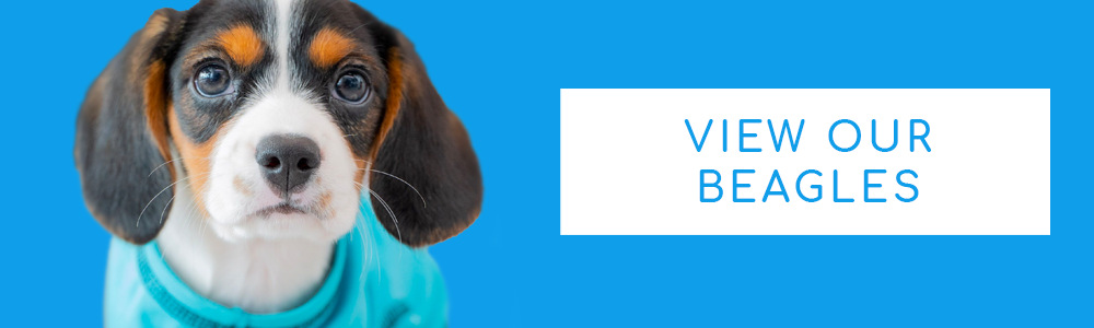 A blue banner of Beagle puppy and a CTA button that says "View Our Beagles" at PuppyBuddy.