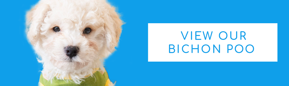 A blue banner of a cute Bichon Poo puppy and a CTA button that says "View Our Bichon Poo" at PuppyBuddy.