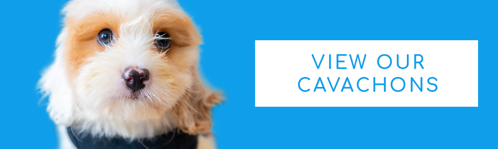 A blue banner of a Cavachon puppy and a CTA button that says "View Our Cavachons".