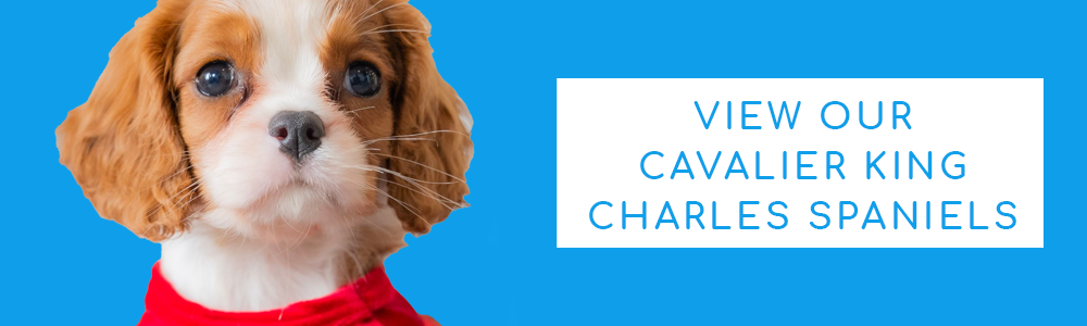 A blue banner of a cute Cavalier King Charles Spaniel puppy and a CTA button that reads "View Our Cavalier King Charles Spaniels" at PuppyBuddy.