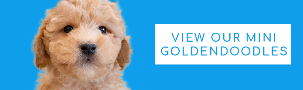 A blue banner of a cute Mini Goldendoodle puppy and a CTA button that says "View Our Mini Goldendoodles" at PuppyBuddy.