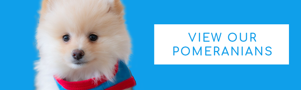 A blue banner of a cute Pomeranian puppy and a CTA button that says "View Our Pomeranians" at PuppyBuddy.