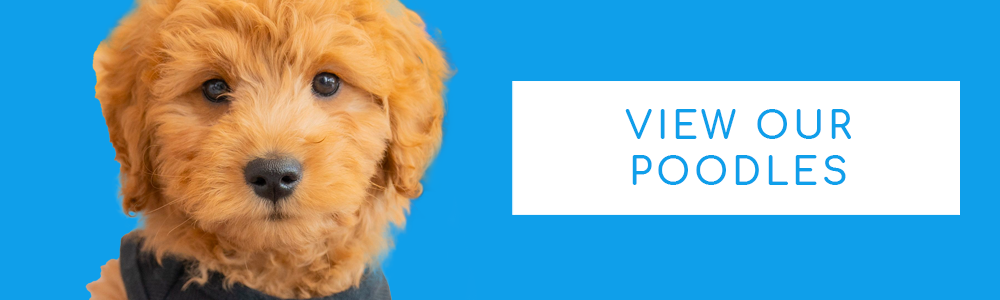 A blue banner of a cute Poodle puppy and a CTA button that says "View Our Poodles."