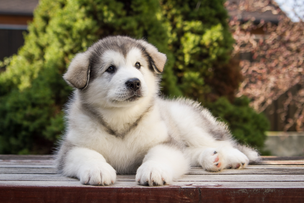 Alaskan Malamute: Everything You Need to Know