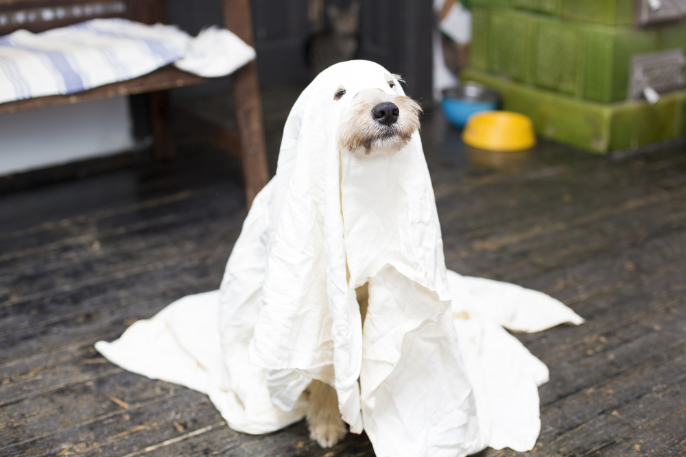 A cute dog wears a white sheet as its ghost Halloween costume.