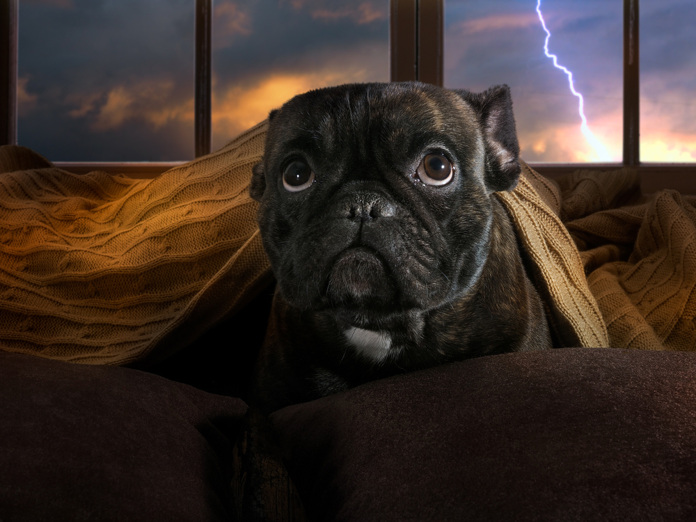 A cute black French Bulldog hides under blankets looking warily at a lightning storm outside. 