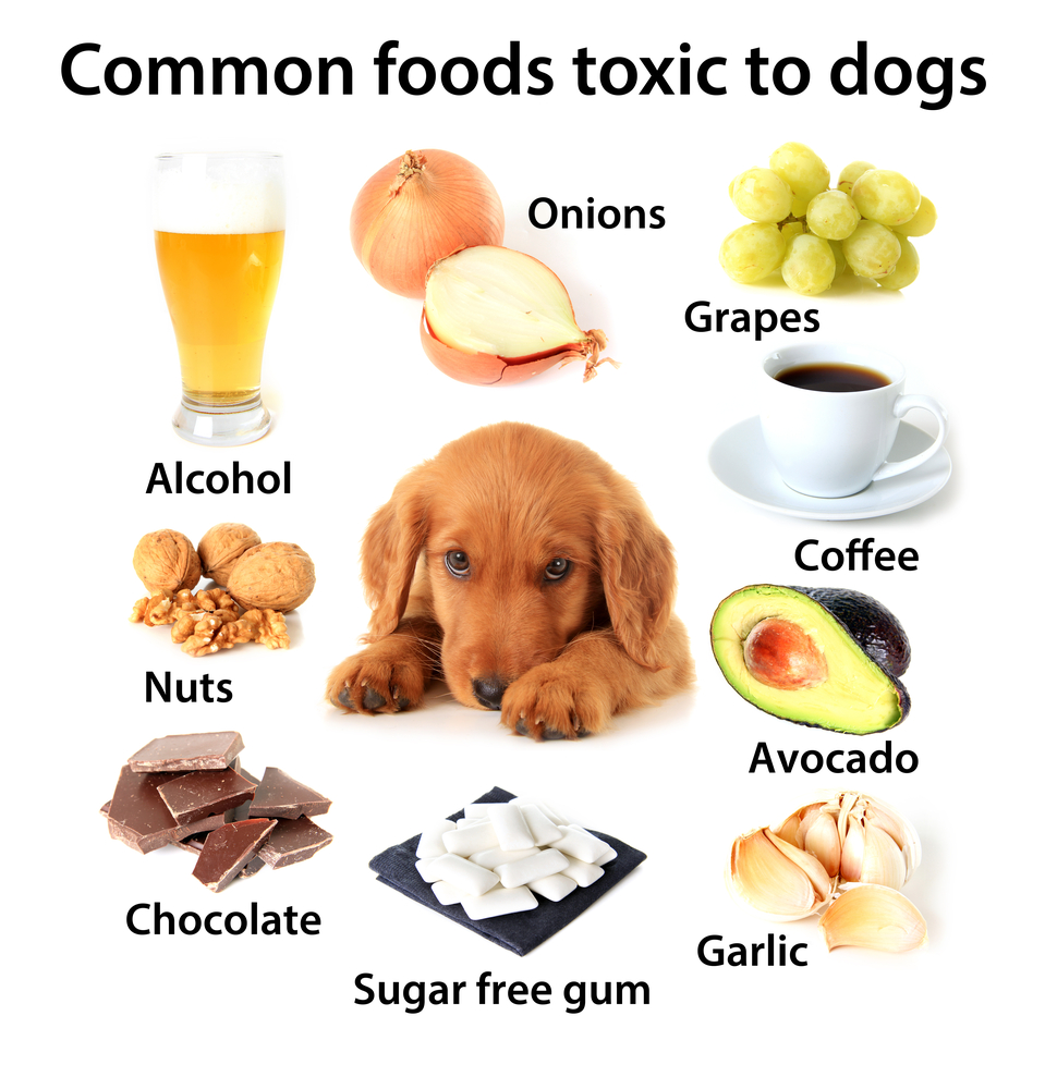 Common foods that are toxic to dogs include alcohol, onions, grapes, coffee, nuts, avocado, chocolate, xylitol, and garlic.