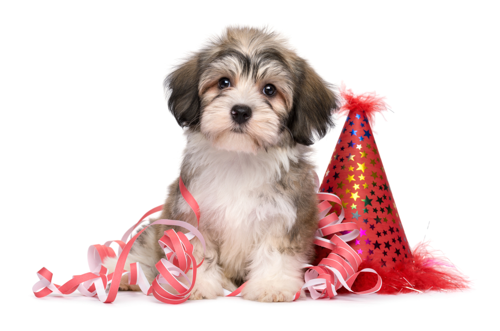 How to Ring in the New Year with Your New Puppy