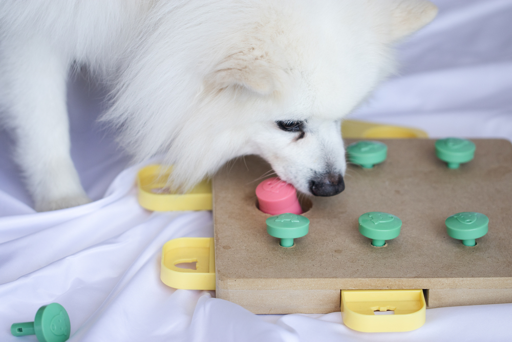 A cute Samoyed puppy dog plays with a dog puzzle to show that dog puzzles are popular holiday gifts for puppies and dogs.