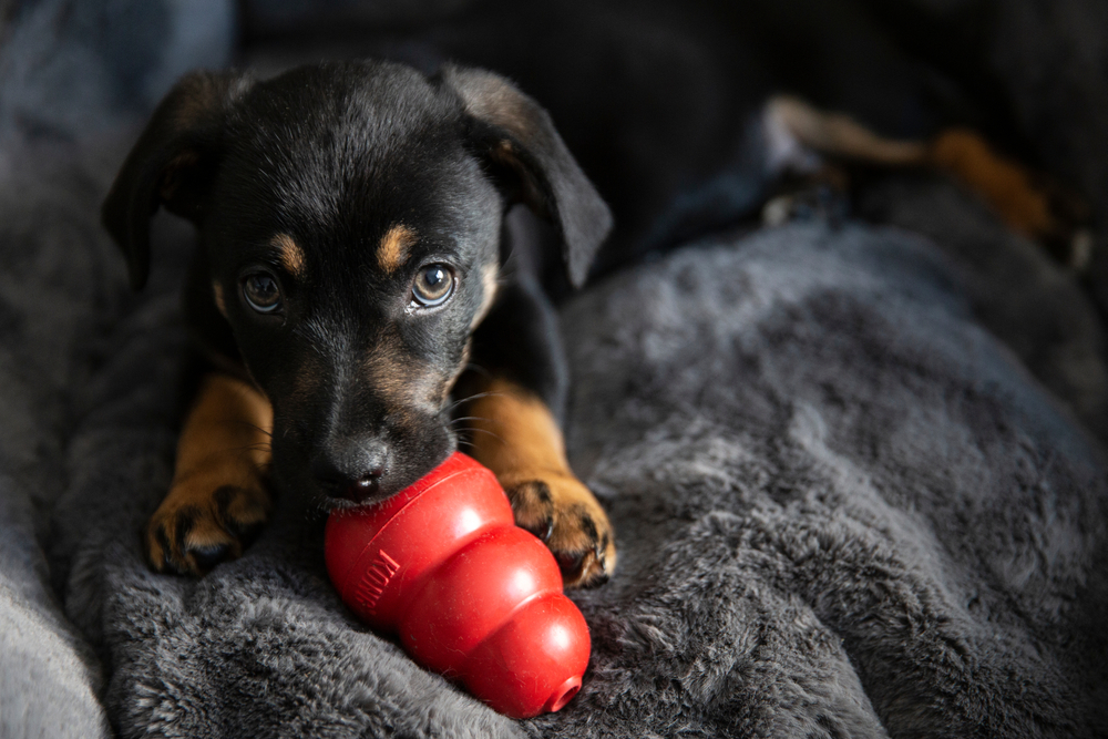 A cute Rottweiler puppy gnaws on a red Kong toy while he rests on a blanket inside. 