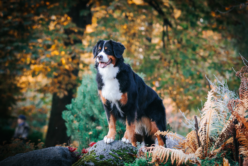 A handsome Bernese Mountain Dog stands in the forest on a nice autumn day.