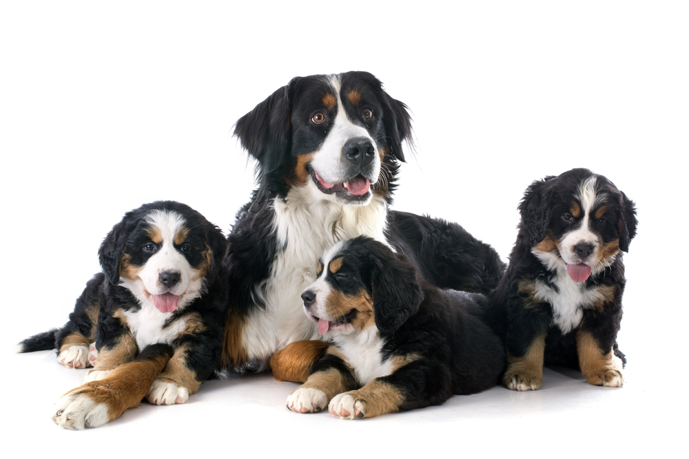 Bernese Mountain Dog: Everything You Need to Know
