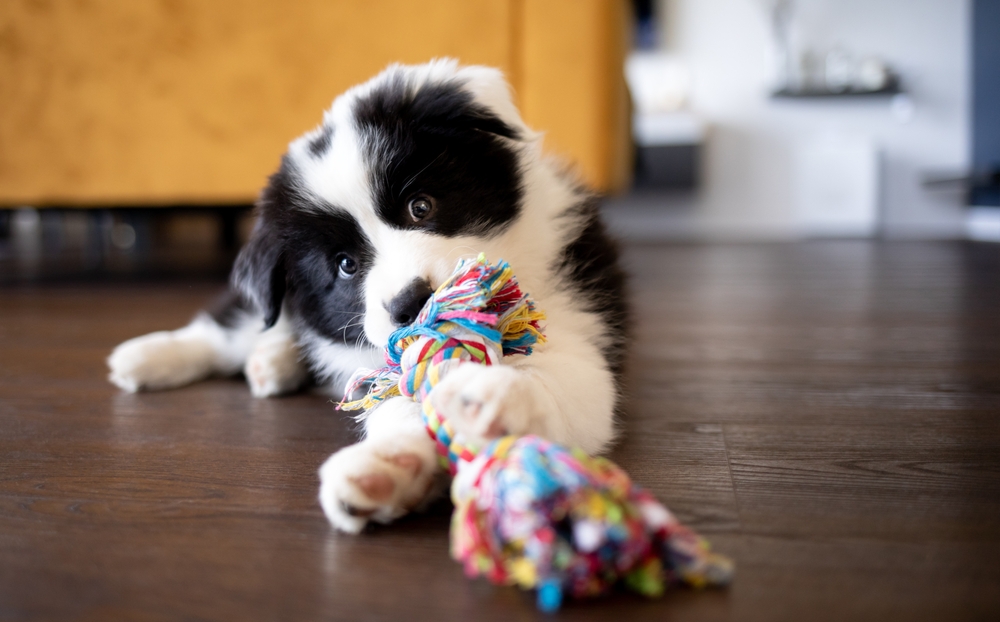 An adorable Border Collie puppy plays with a tug of war rope toy while he lays on the wooden floor inside his home.