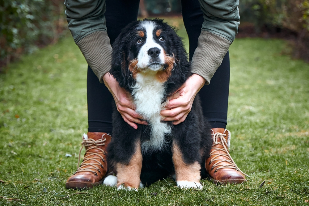 An adorable adult Bernese Mountain Dog sits between his owner's feet while they're outside in the grass on a rainy day.