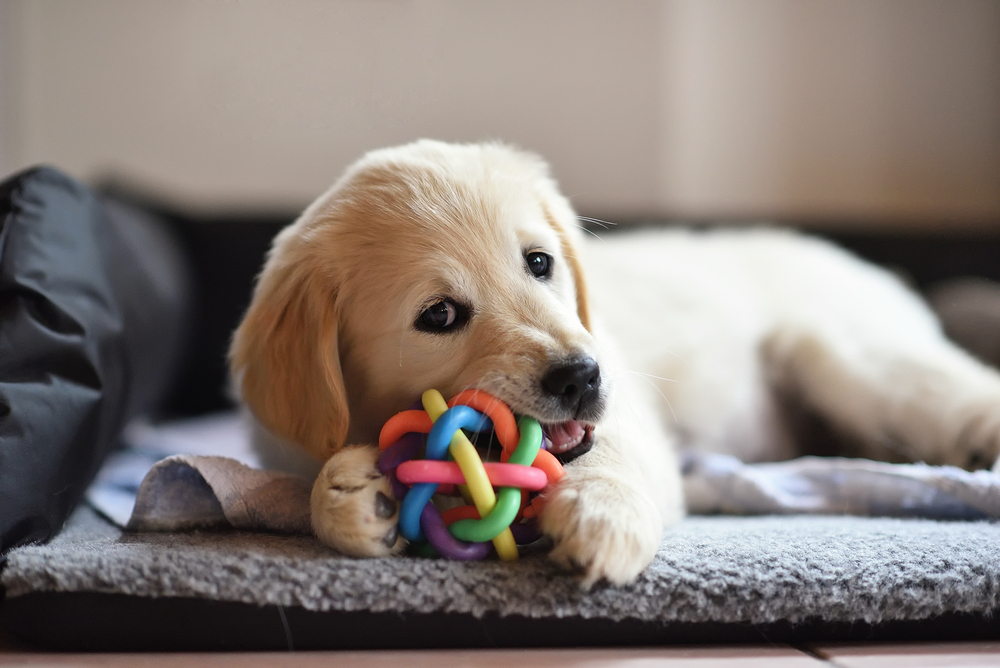 The Best Holiday Gifts for Your Puppy This Winter