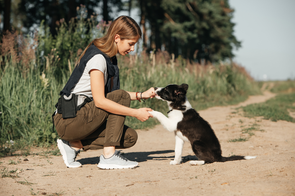 A woman demonstrates how to train your dog as she works with a Border Collie puppy.