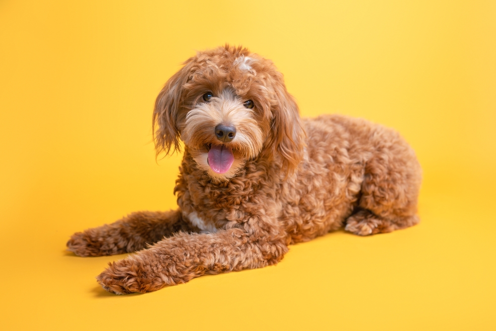 Mini Goldendoodles: Everything You Need to Know