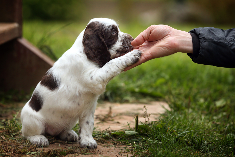 Top 10 Puppy Training Tips