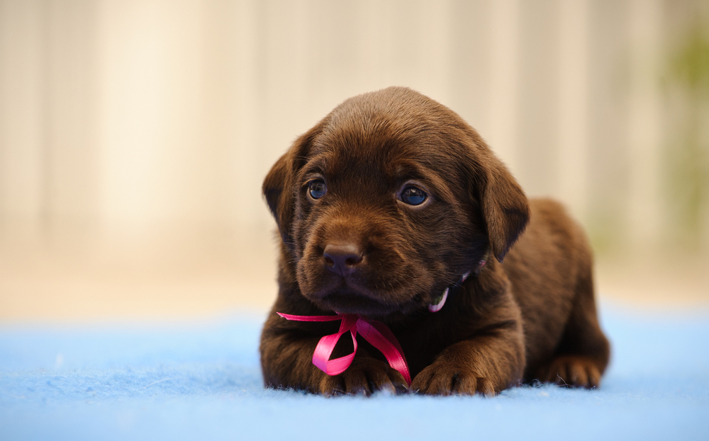 Things to Know Before Buying a Puppy from a Private Seller