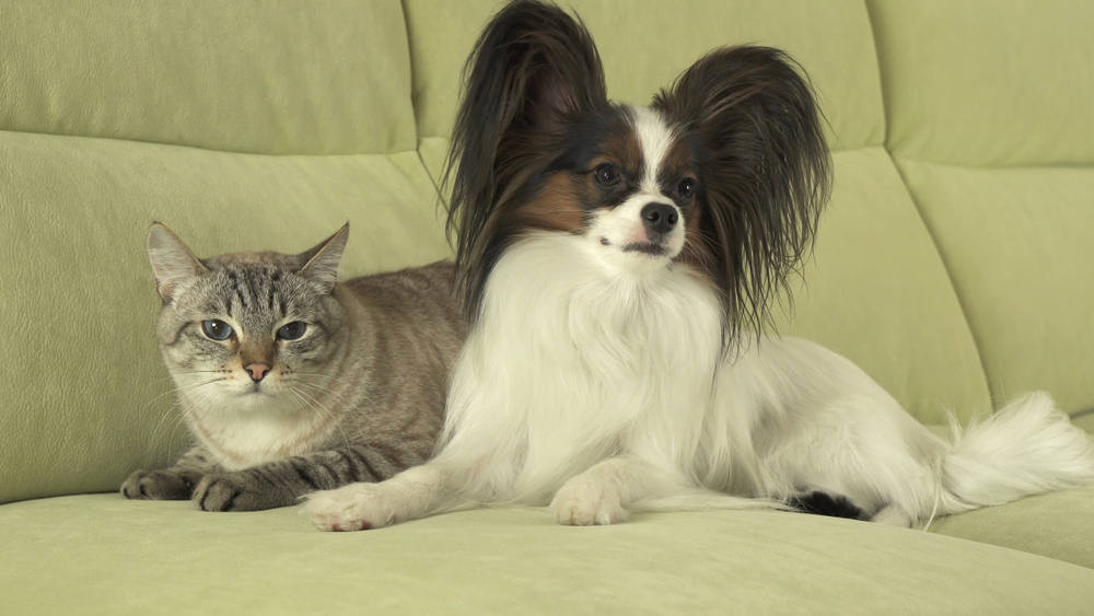 One of the best dog breeds for cats is the Papillon, sitting on a green couch next to a domestic house cat. 