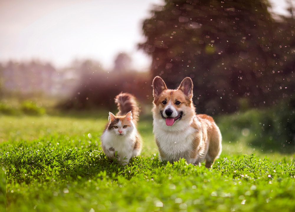 Pembroke Welsh Corgi and Cardigan Welsh Corgi dog breeds are great with cats, depicted here a Pembroke Welsh Corgi dog in a field with a beautiful cat.