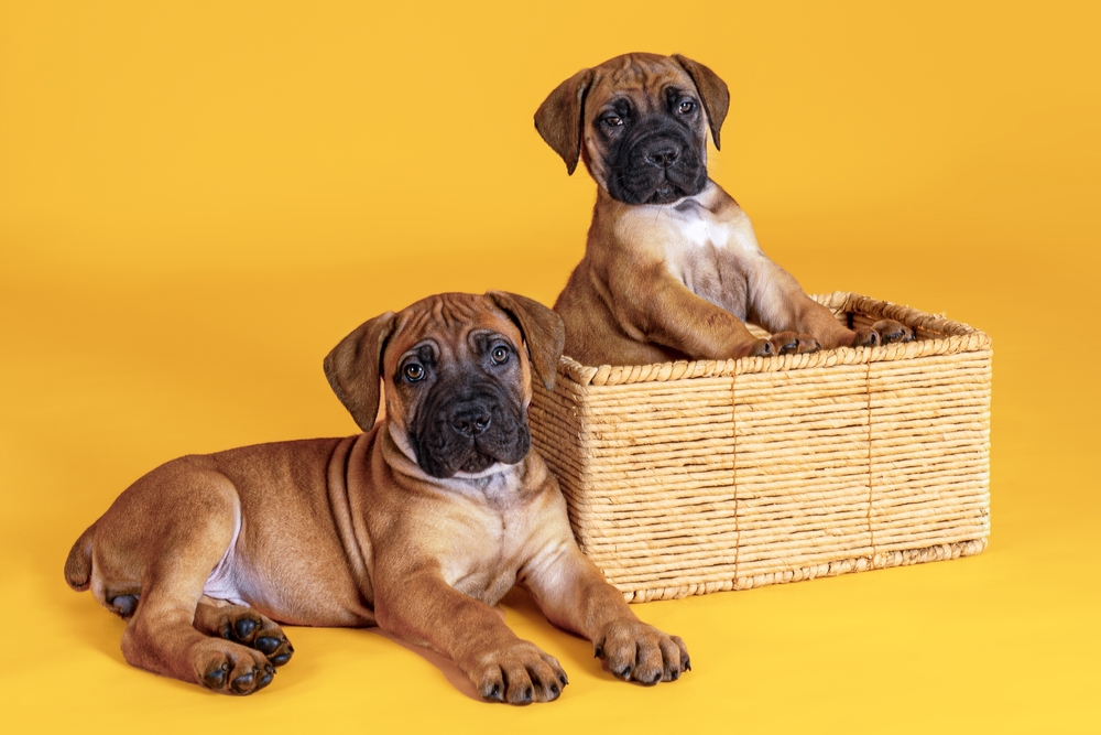 Two Mastiff puppies of fawn color sit in a basket on an orange background.