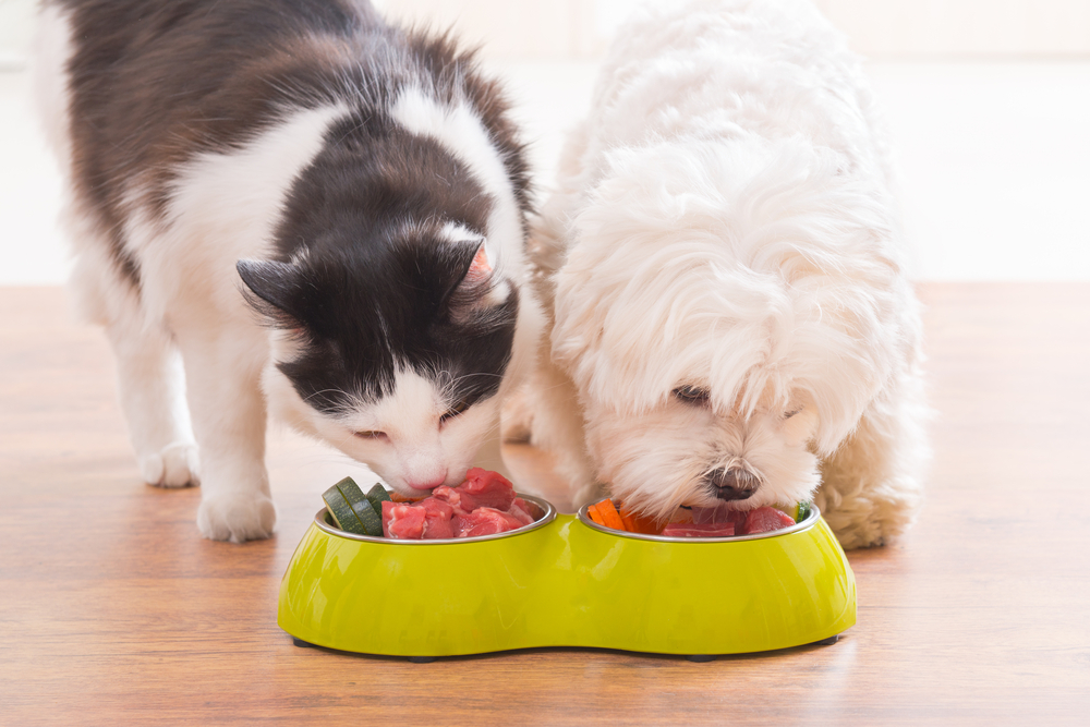 Cats and Maltese dogs make best friends as they eat together, showing the best dog breeds for cats.