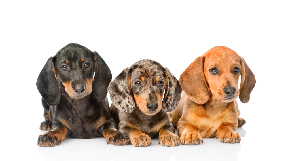 Three Dachshund puppies of different colors sit on a white background looking like the most adorable dog breed.
