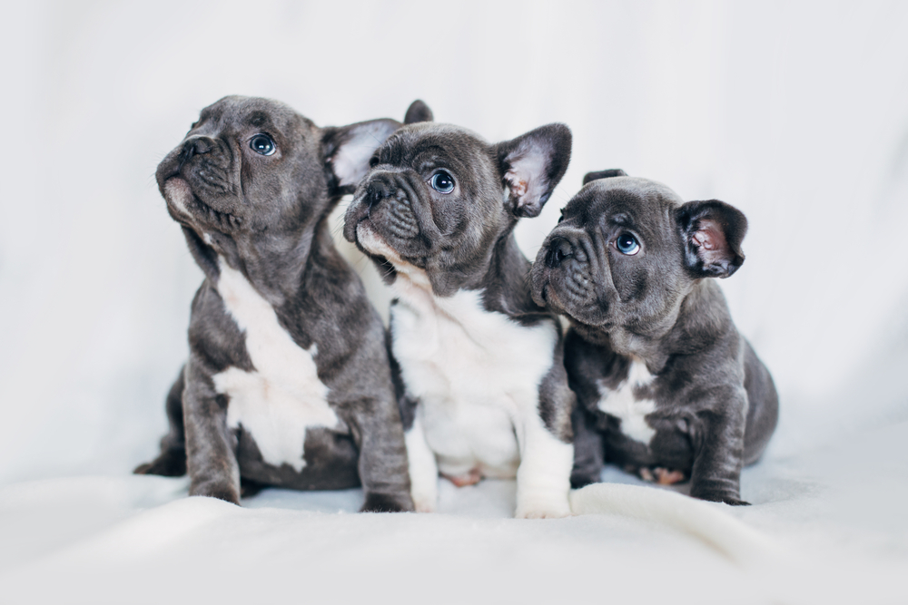 Three grey French Bulldogs puppies look up adorably and resemble gremlins even though they're the most loyal dog breed.