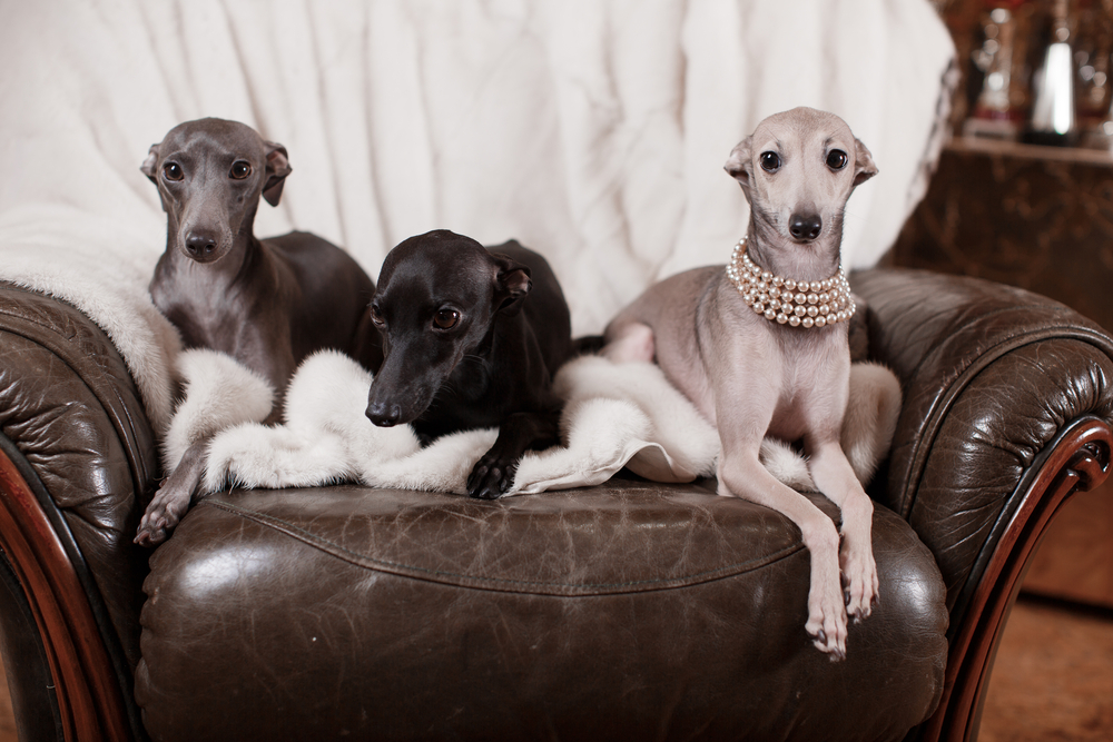 Three Greyhound purebred dog breed sit on a leather chair, looking regal. 