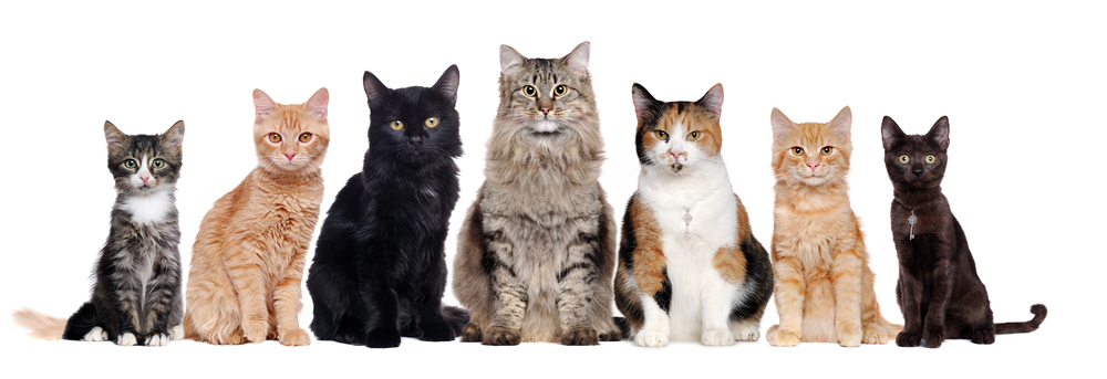 Cat breeds of all different sizes, colors, and hair length sit in a row on a white background to showcase the best cats and kittens for dogs.