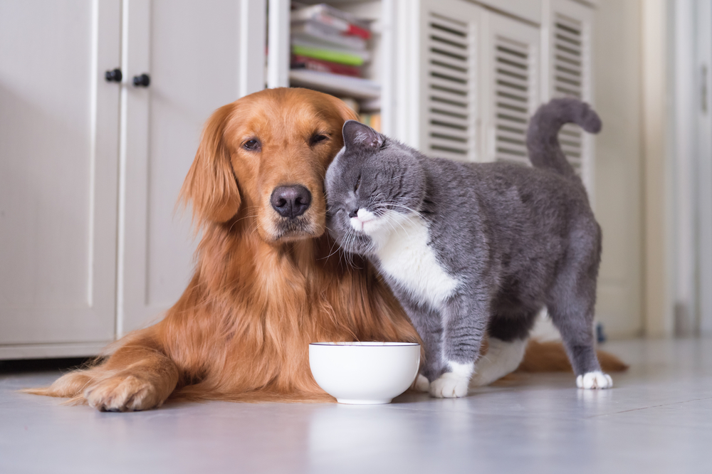 Golden Retrievers and cats get along. Dog breeds that are great with cats include the Golden Retriever dog breed shown in this image. 