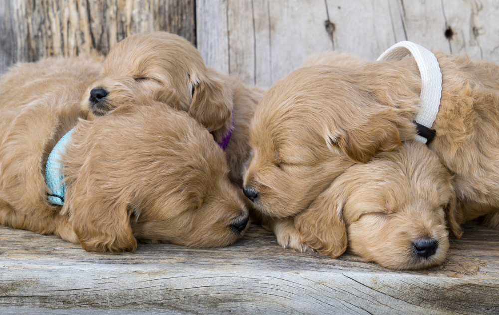 Goldendoodle puppies sleep in a heap, looking adorable on comfortable, wooden benches.