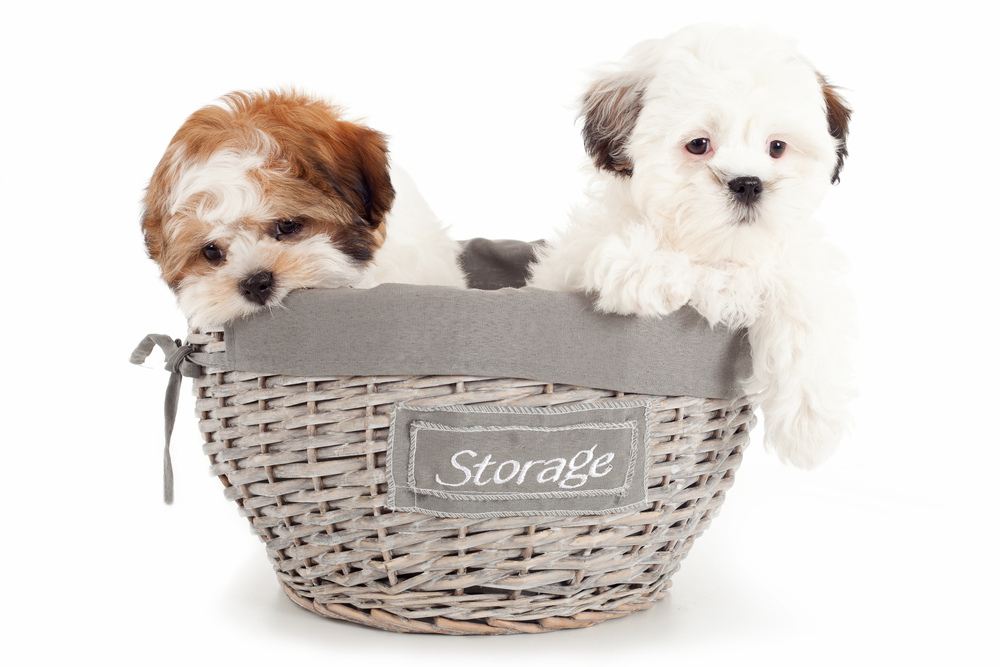 Two Teddy Bear dogs sit in a grey basket looking adorable and toy sized.