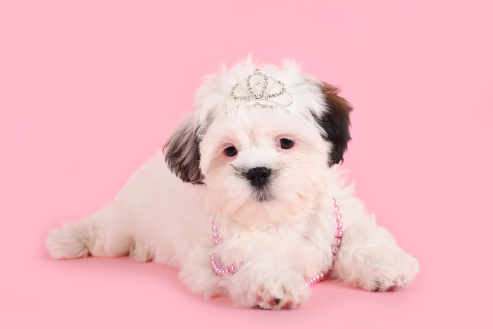 A precious, white Teddy Bear dog wears a twinkling tiara and pink pearls as she lays on a bubble gum pink backdrop.