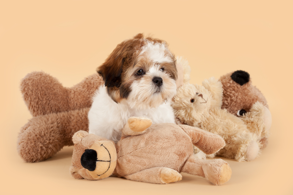 An adorable Teddy Bear dog sits with stuffed animals to show how this designer dog breed really does look like a teddy bear!