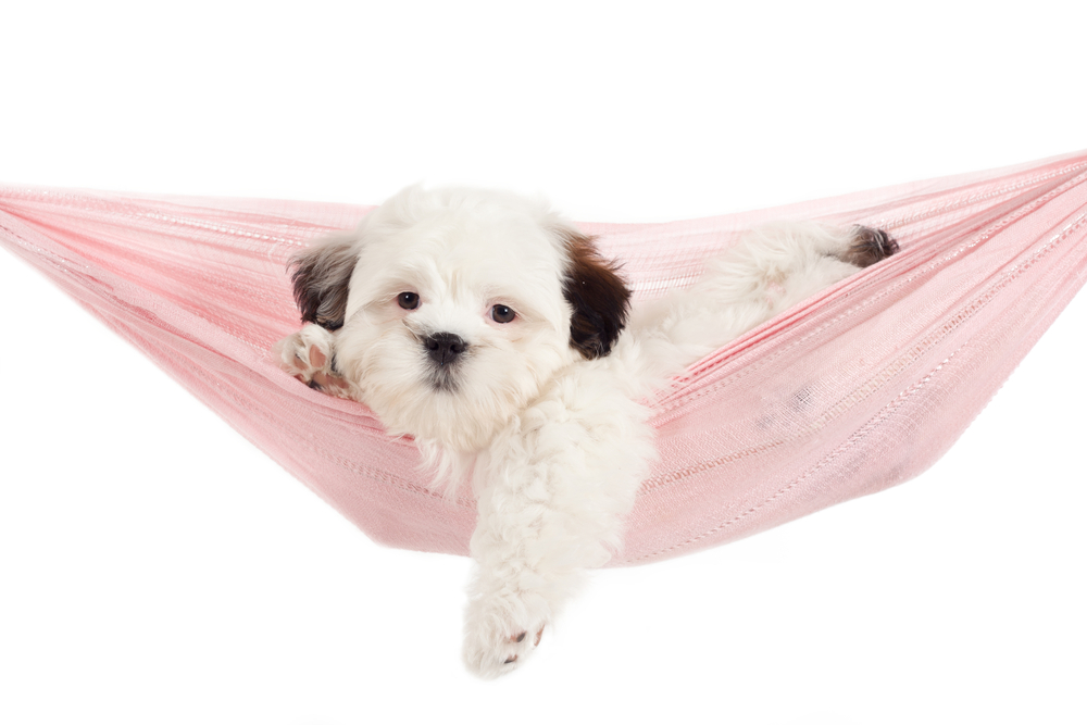 A white Teddy Bear dog with brown ears lounges in a pink hammock.