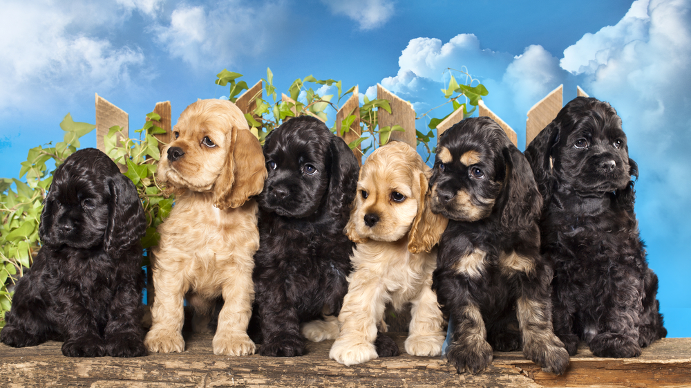 On a sunny day filled with blue skies, six Cocker Spaniels sit obediently and look adorable, their faces expressing the temperament of Cocker Spaniel dogs. 