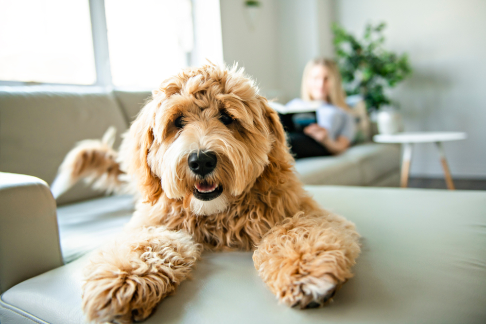 A lovable Goldendoodle looks like a teddy bear sprawled out on a couch at the feet of its owner, a woman reading a good book.