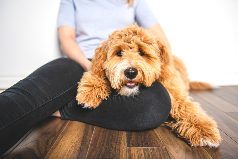 A smiling Goldendoodle hybrid dog lays on its female owners lap to show how affectionate and gentle this dog breed can be.