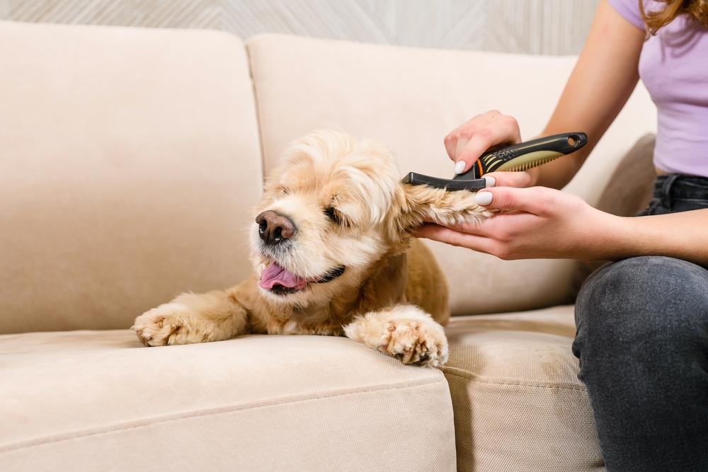 A Cocker Spaniel is groomed by a woman while seated on a pink couch.