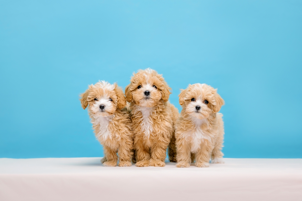 Three cute Teddy Bear puppies, a designer dog mix of Bichon Frise and Shih Tzu, stand side by side in front of a blue backdrop.