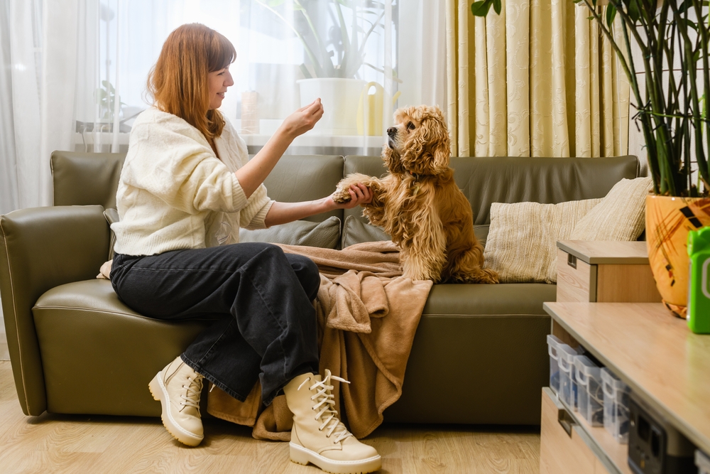 A woman trains her Cocker Spaniel inside on a couch in a sunny living room to show that Cocker Spaniels are easy to train.